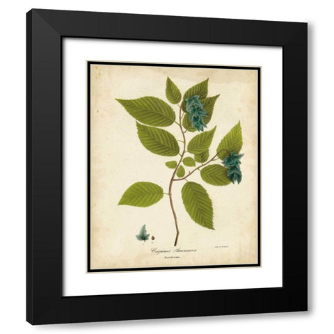 Hornbeam Tree Foliage Black Modern Wood Framed Art Print with Double Matting by Torrey, John