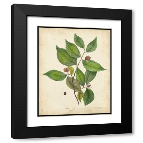 Beech Tree Foliage Black Modern Wood Framed Art Print with Double Matting by Torrey, John