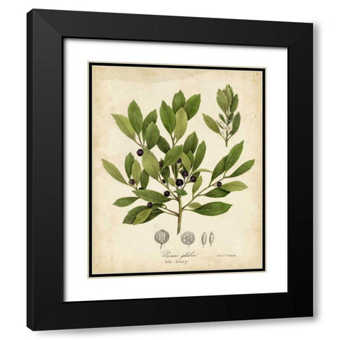 Ink-berry Tree Foliage Black Modern Wood Framed Art Print with Double Matting by Torrey, John