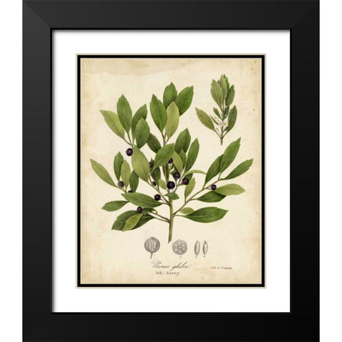 Ink-berry Tree Foliage Black Modern Wood Framed Art Print with Double Matting by Torrey, John