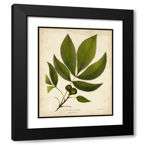 Pig-nut Hickory Tree Folige Black Modern Wood Framed Art Print with Double Matting by Torrey, John