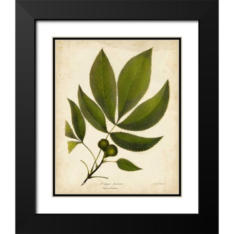 Pig-nut Hickory Tree Folige Black Modern Wood Framed Art Print with Double Matting by Torrey, John