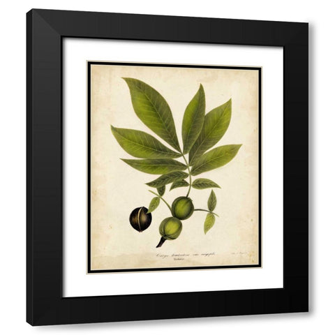 Hickory Tree Foliage Black Modern Wood Framed Art Print with Double Matting by Torrey, John