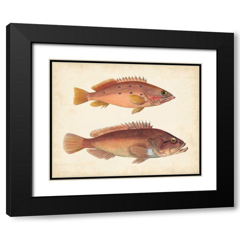Antique Fish Species I Black Modern Wood Framed Art Print with Double Matting by Unknown