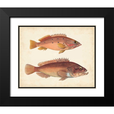Antique Fish Species I Black Modern Wood Framed Art Print with Double Matting by Unknown