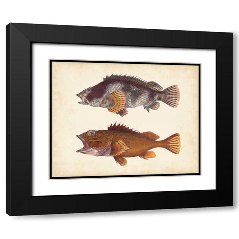 Antique Fish Species II Black Modern Wood Framed Art Print with Double Matting by Unknown