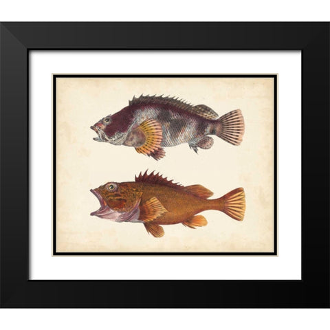 Antique Fish Species II Black Modern Wood Framed Art Print with Double Matting by Unknown