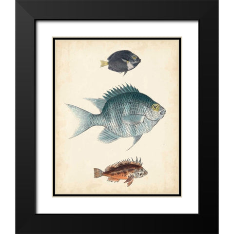 Antique Fish Species III Black Modern Wood Framed Art Print with Double Matting by Unknown