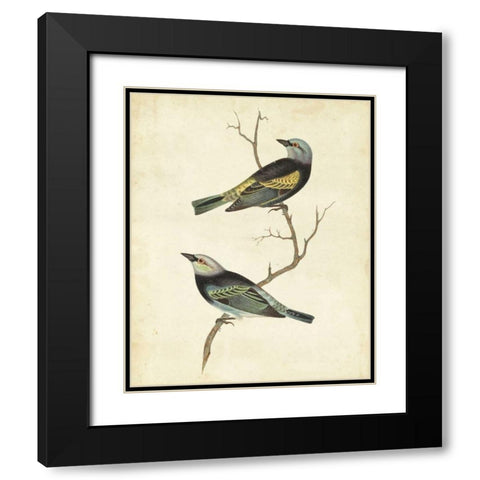 Blue-headed Tanager Black Modern Wood Framed Art Print with Double Matting by Cassin
