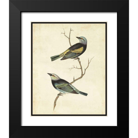 Blue-headed Tanager Black Modern Wood Framed Art Print with Double Matting by Cassin
