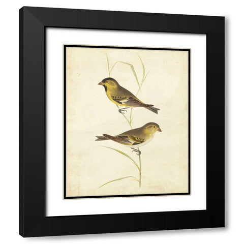 Goldfinch Black Modern Wood Framed Art Print with Double Matting by Cassin
