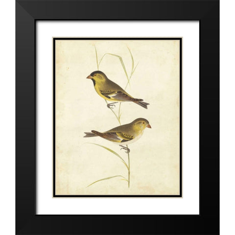 Goldfinch Black Modern Wood Framed Art Print with Double Matting by Cassin