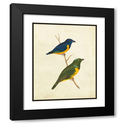 Peruvian Tanager I Black Modern Wood Framed Art Print with Double Matting by Cassin