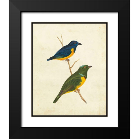 Peruvian Tanager I Black Modern Wood Framed Art Print with Double Matting by Cassin