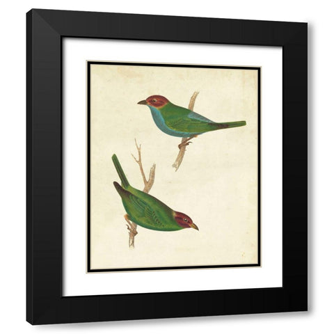 Peruvian Tanager II Black Modern Wood Framed Art Print with Double Matting by Cassin