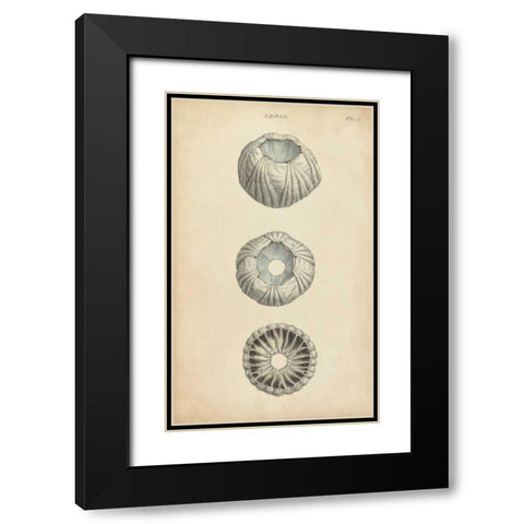 Cylindrical Shells I Black Modern Wood Framed Art Print with Double Matting by Wood