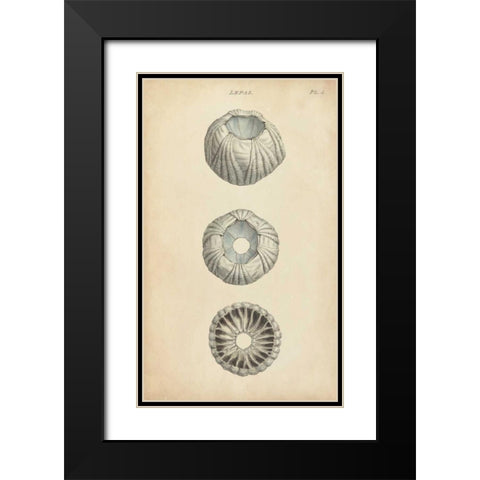 Cylindrical Shells I Black Modern Wood Framed Art Print with Double Matting by Wood