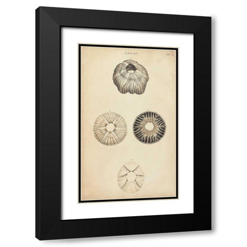 Cylindrical Shells II Black Modern Wood Framed Art Print with Double Matting by Wood