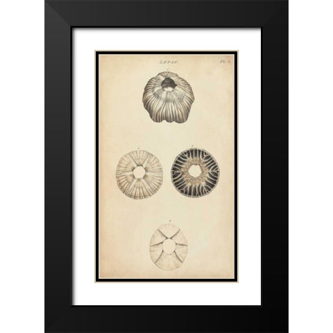 Cylindrical Shells II Black Modern Wood Framed Art Print with Double Matting by Wood