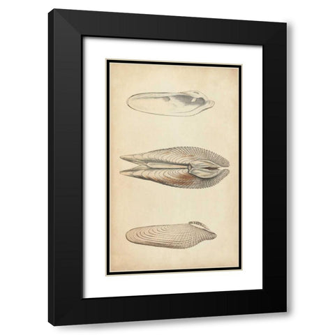 Marine Mollusk I Black Modern Wood Framed Art Print with Double Matting by Wood