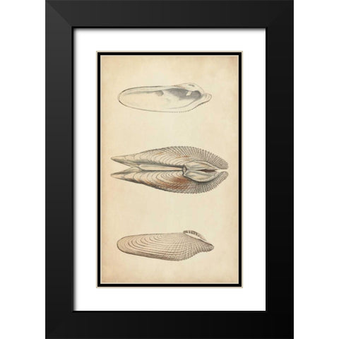 Marine Mollusk I Black Modern Wood Framed Art Print with Double Matting by Wood