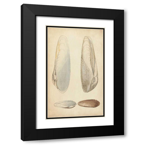 Marine Mollusk II Black Modern Wood Framed Art Print with Double Matting by Wood