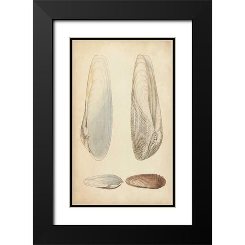Marine Mollusk II Black Modern Wood Framed Art Print with Double Matting by Wood