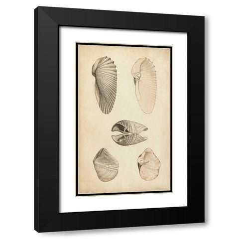 Marine Mollusk III Black Modern Wood Framed Art Print with Double Matting by Wood