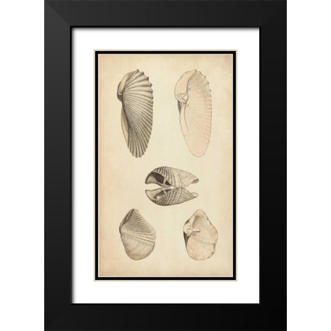 Marine Mollusk III Black Modern Wood Framed Art Print with Double Matting by Wood