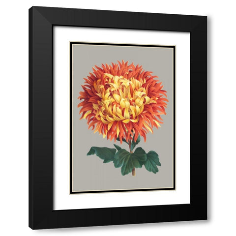 Chrysanthemum on Gray I Black Modern Wood Framed Art Print with Double Matting by Vision Studio