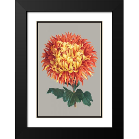 Chrysanthemum on Gray I Black Modern Wood Framed Art Print with Double Matting by Vision Studio