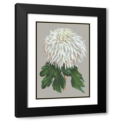 Chrysanthemum on Gray II Black Modern Wood Framed Art Print with Double Matting by Vision Studio