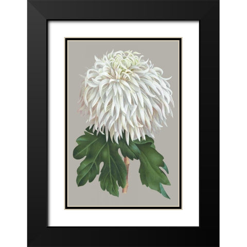 Chrysanthemum on Gray II Black Modern Wood Framed Art Print with Double Matting by Vision Studio