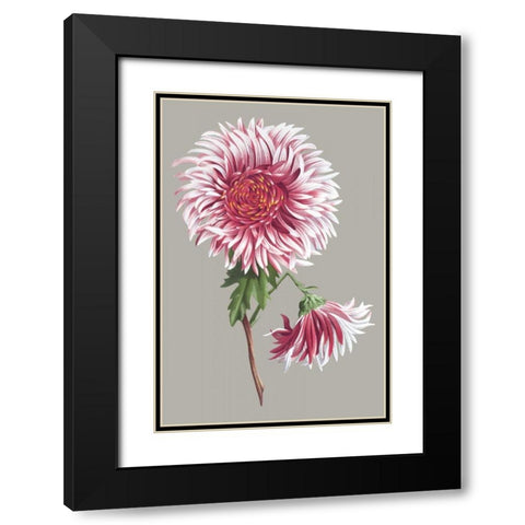 Chrysanthemum on Gray III Black Modern Wood Framed Art Print with Double Matting by Vision Studio