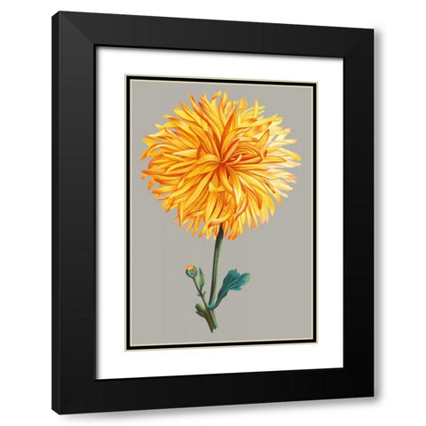 Chrysanthemum on Gray IV Black Modern Wood Framed Art Print with Double Matting by Vision Studio