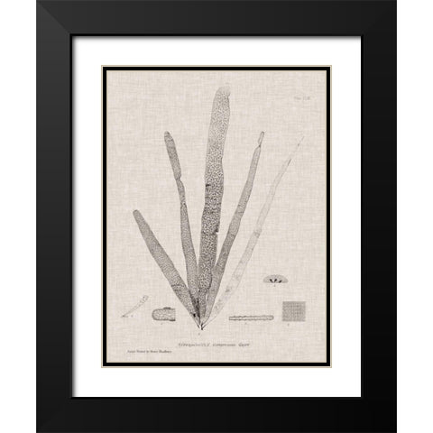 Charcoal and Linen Seaweed II Black Modern Wood Framed Art Print with Double Matting by Bradbury, Henry