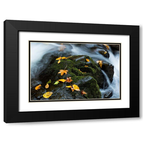 Wet Leaves Black Modern Wood Framed Art Print with Double Matting by Head, Danny
