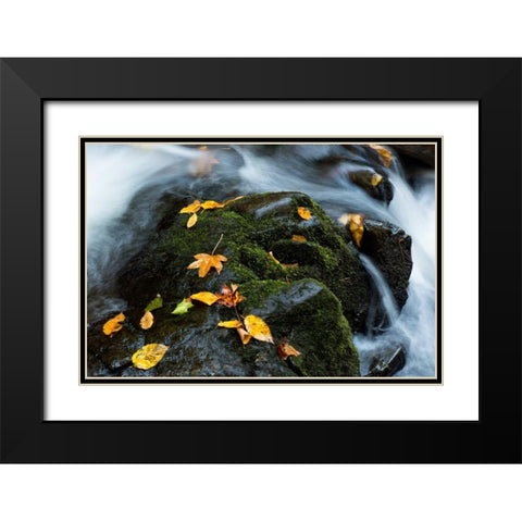 Wet Leaves Black Modern Wood Framed Art Print with Double Matting by Head, Danny