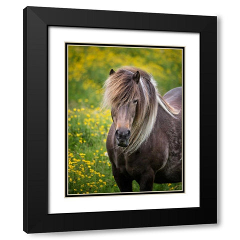 Icelandic Horses V Black Modern Wood Framed Art Print with Double Matting by Burchett, P.H.
