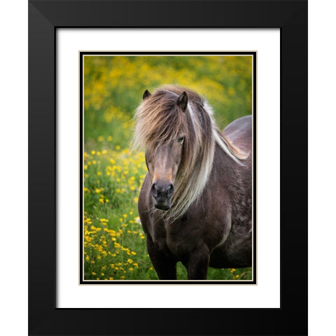 Icelandic Horses V Black Modern Wood Framed Art Print with Double Matting by Burchett, P.H.