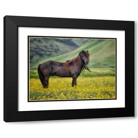 Icelandic Horses VI Black Modern Wood Framed Art Print with Double Matting by Burchett, P.H.