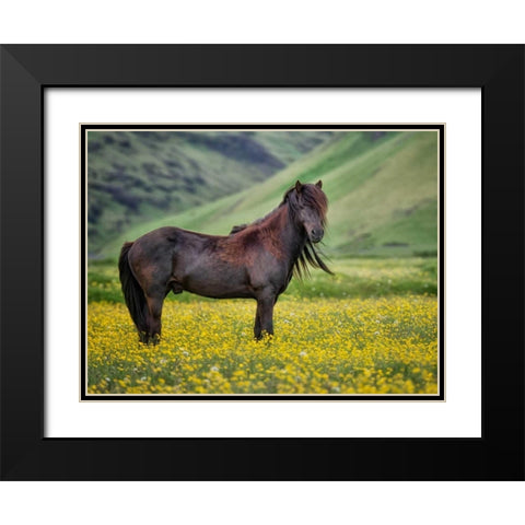Icelandic Horses VI Black Modern Wood Framed Art Print with Double Matting by Burchett, P.H.