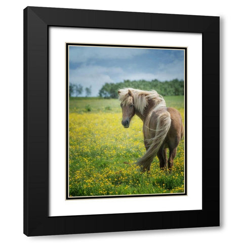 Icelandic Horses VIII Black Modern Wood Framed Art Print with Double Matting by Burchett, P.H.