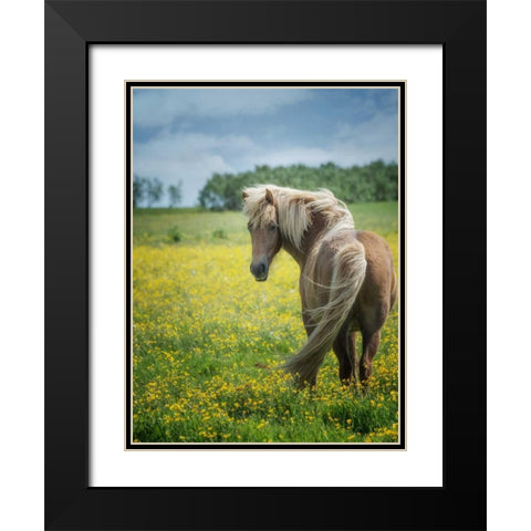 Icelandic Horses VIII Black Modern Wood Framed Art Print with Double Matting by Burchett, P.H.
