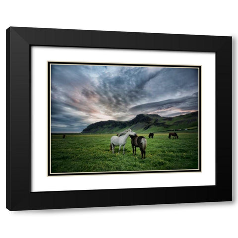 Icelandic Horses IX Black Modern Wood Framed Art Print with Double Matting by Burchett, P.H.