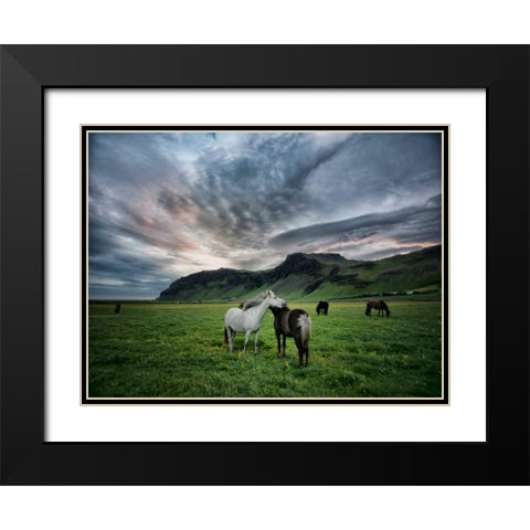 Icelandic Horses IX Black Modern Wood Framed Art Print with Double Matting by Burchett, P.H.