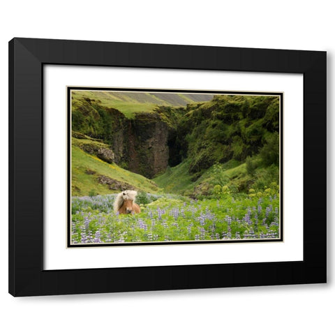 Icelandic Horses XI Black Modern Wood Framed Art Print with Double Matting by Burchett, P.H.