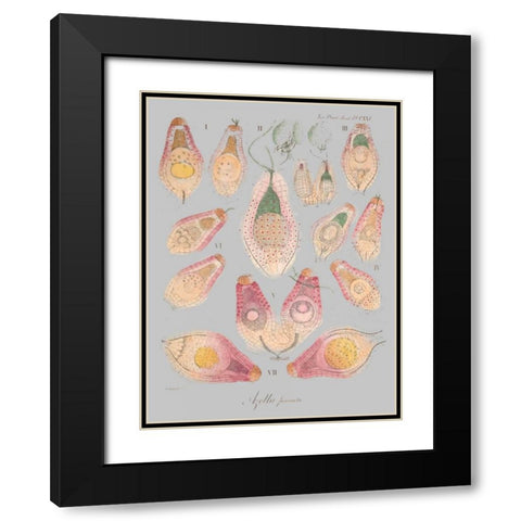 Sea Elements II Black Modern Wood Framed Art Print with Double Matting by Goldberger, Jennifer