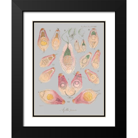 Sea Elements II Black Modern Wood Framed Art Print with Double Matting by Goldberger, Jennifer