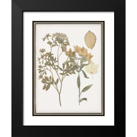 Book-Pressed Flowers II Black Modern Wood Framed Art Print with Double Matting by Goldberger, Jennifer